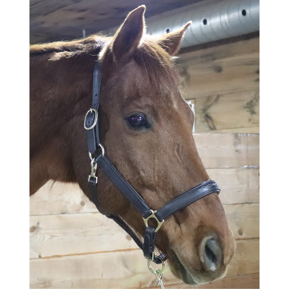 Licou Performance en cuir