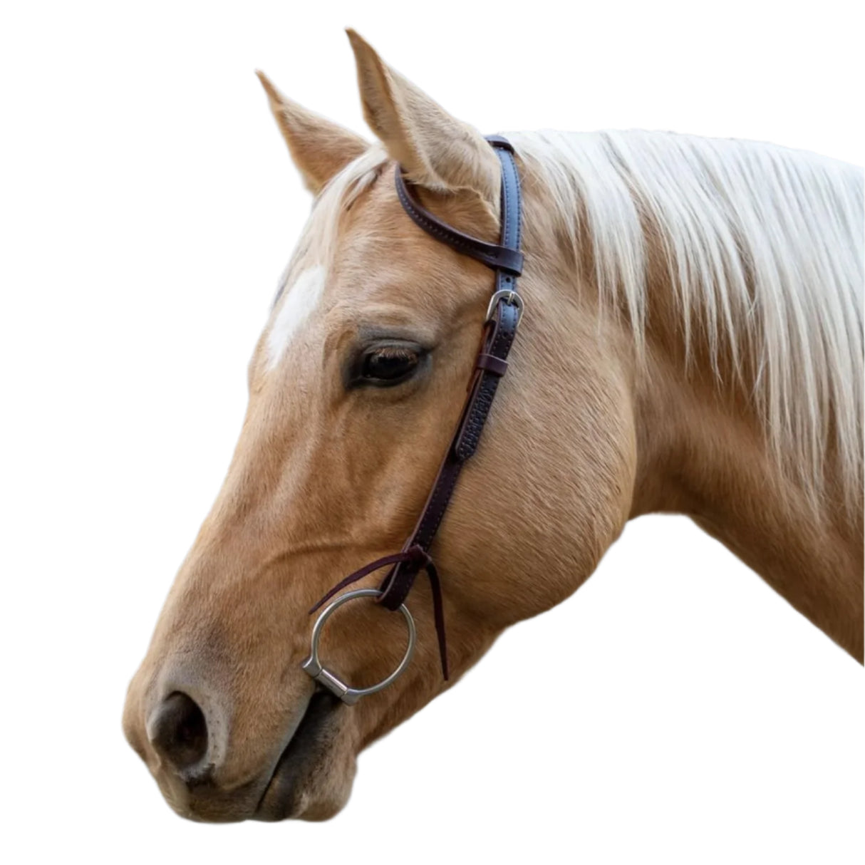 Bride western à une oreille Velociti