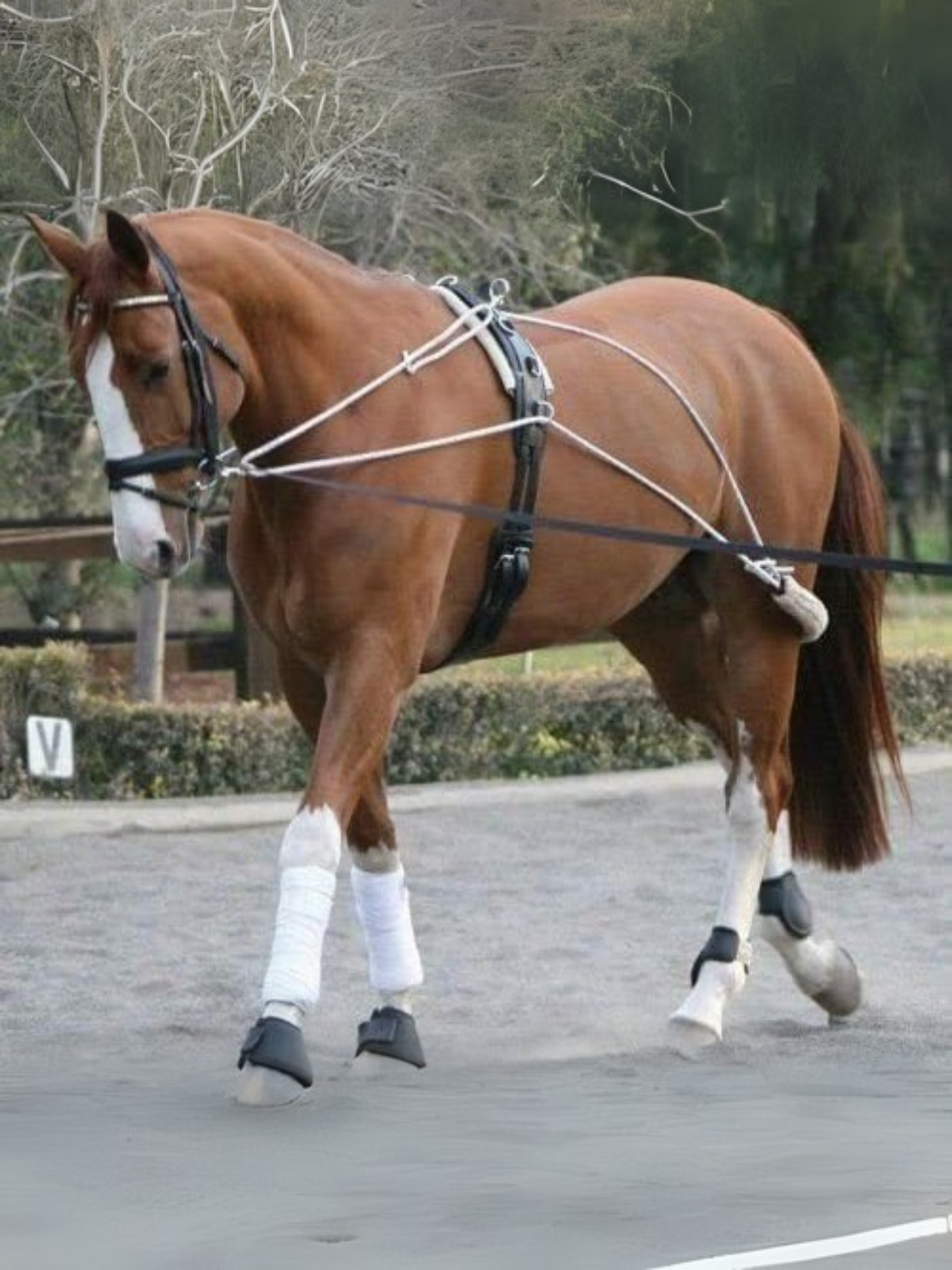 Pessoa type lanyard system