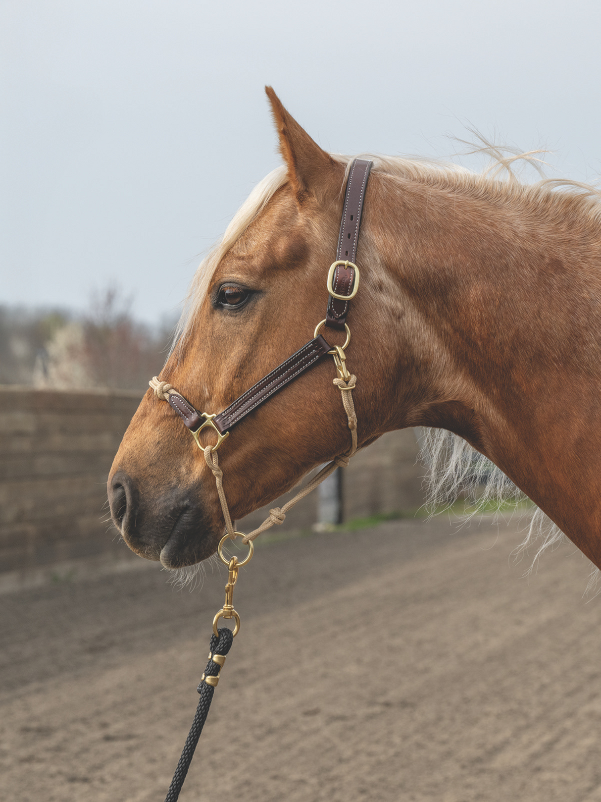 Licou Combiné Cuir et Corde Kalley Krickeberg Horseman