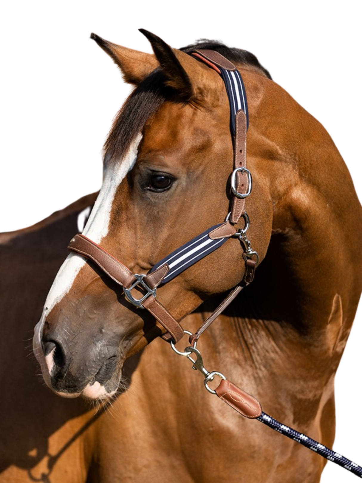 Licou Stressless en Cuir avec Empiècements Élastiques