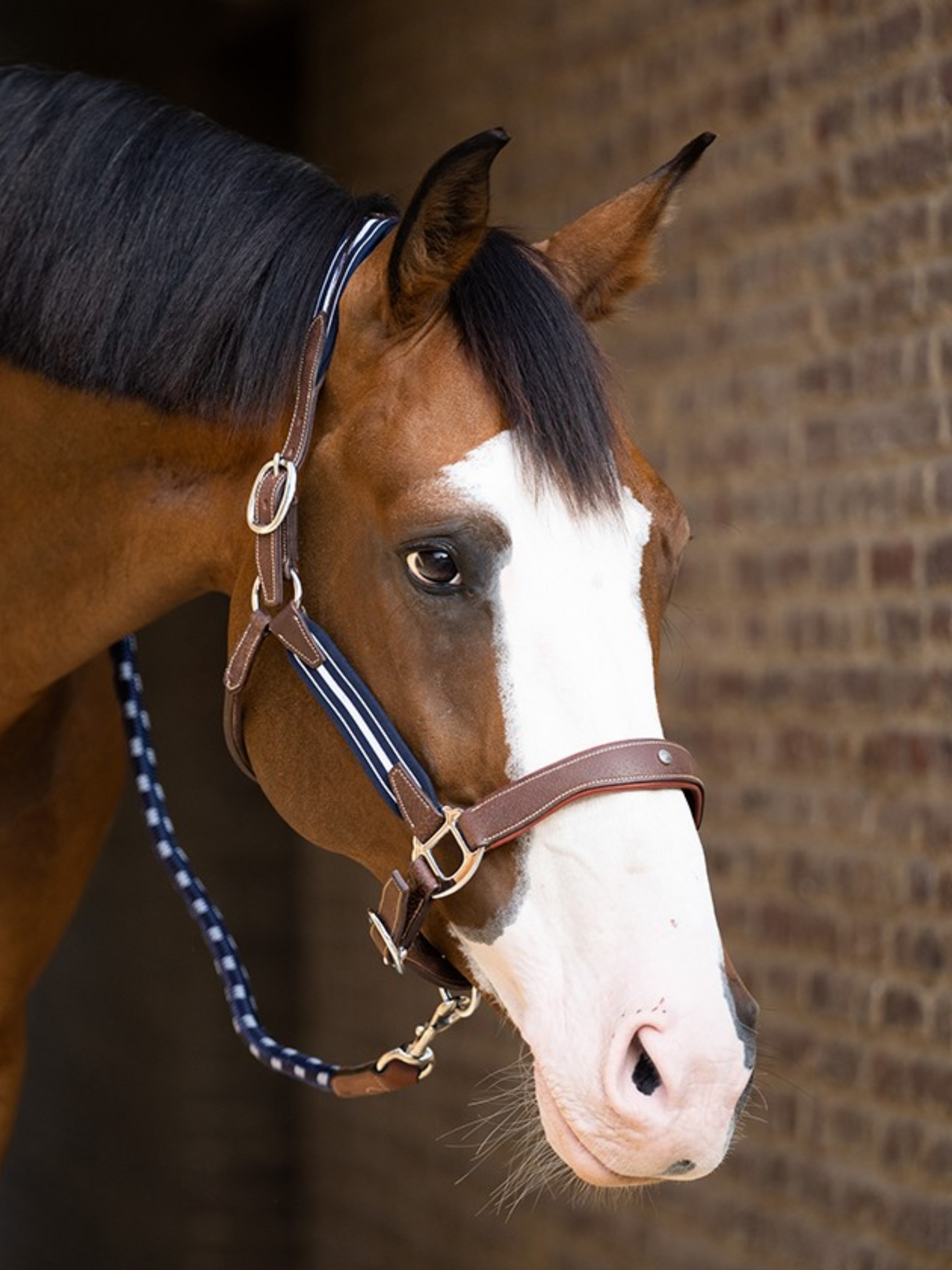 Licou Stressless en Cuir avec Empiècements Élastiques