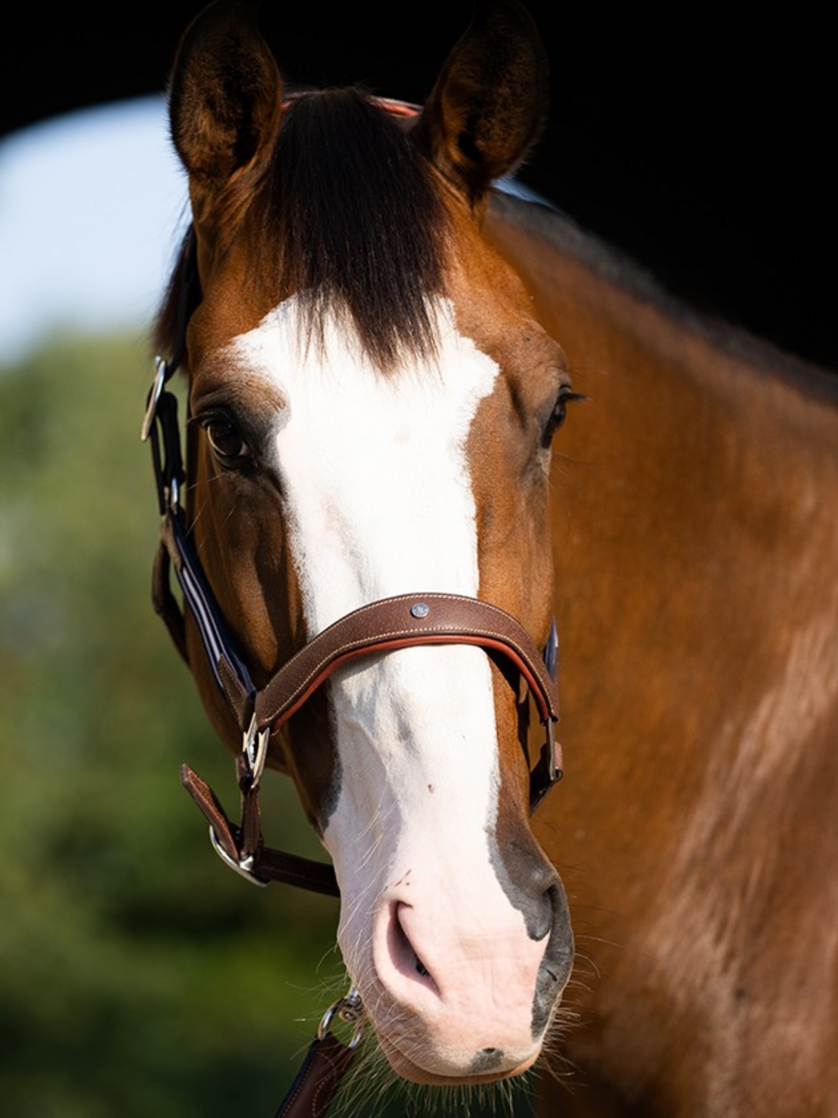Licou Stressless en Cuir avec Empiècements Élastiques
