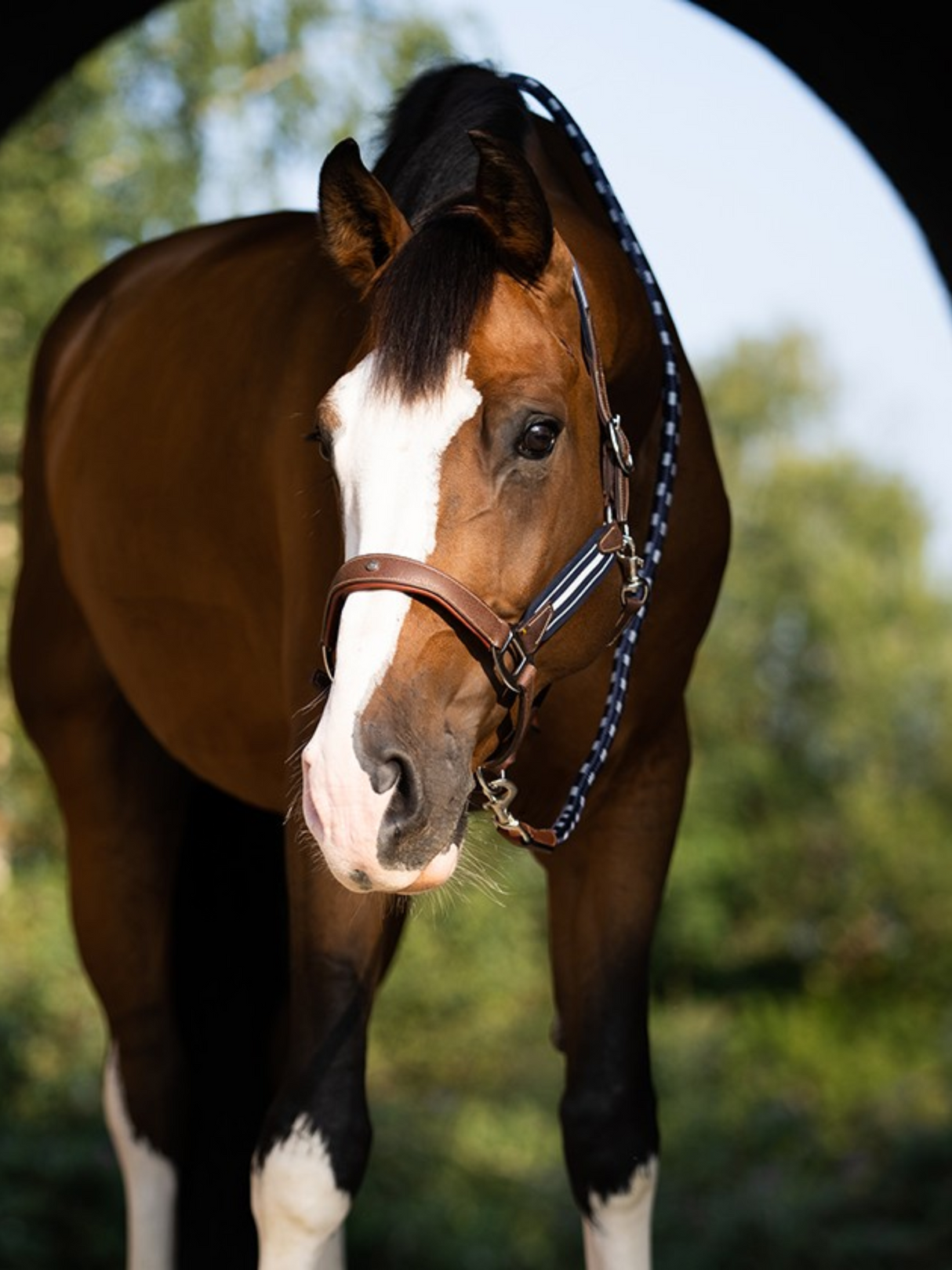 Licou Stressless en Cuir avec Empiècements Élastiques