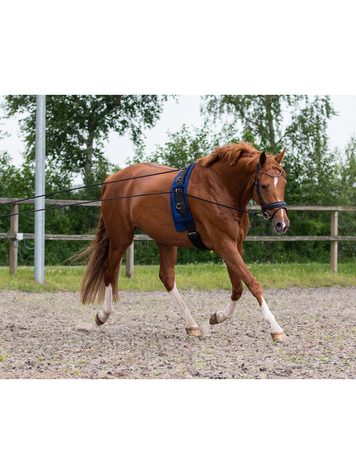 Double longe reins