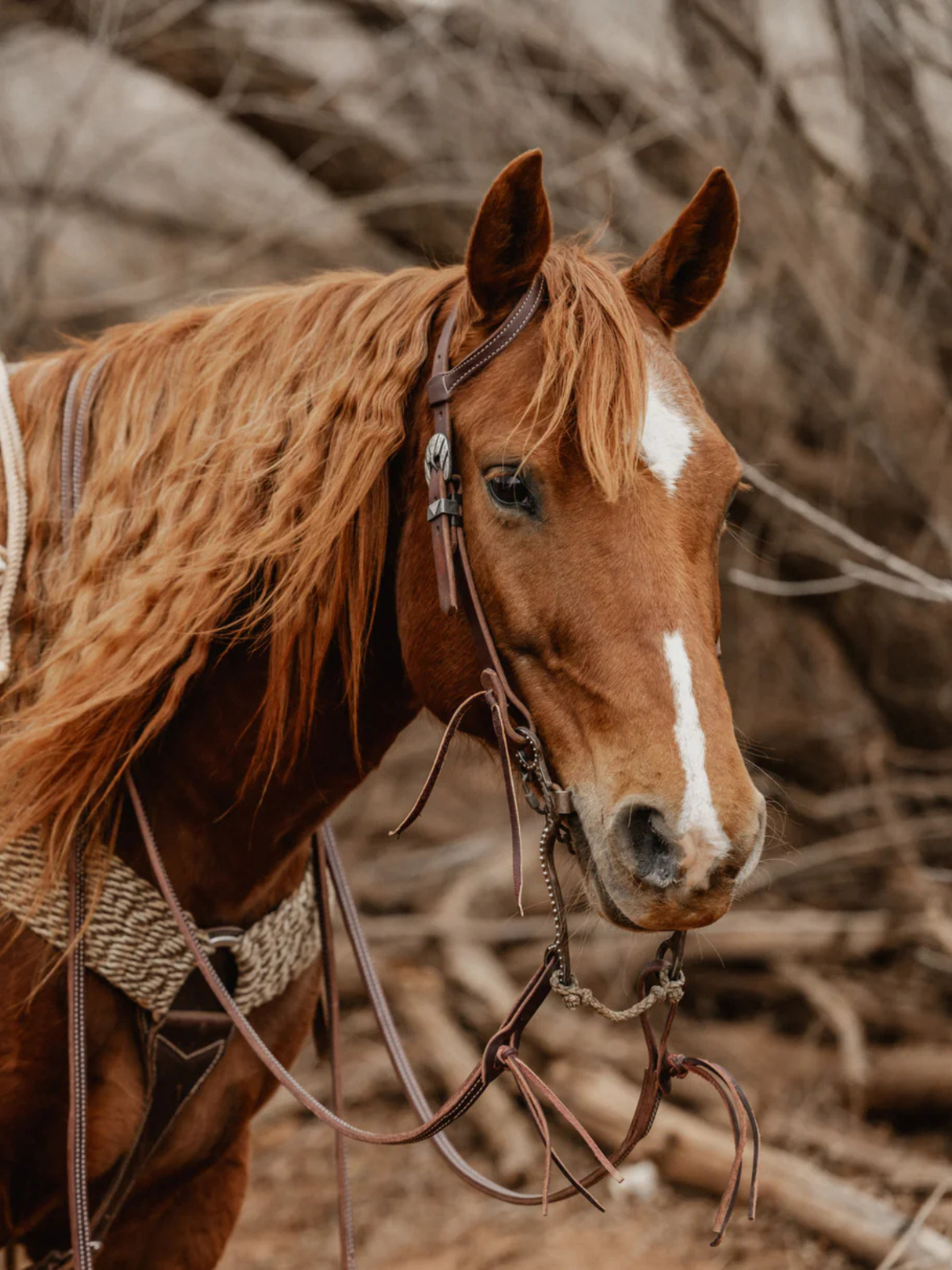 Bride Western à Oreille STS Ranch Signature Tack Rifleman