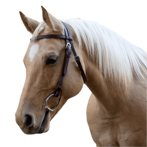 Velociti western bridle with browband
