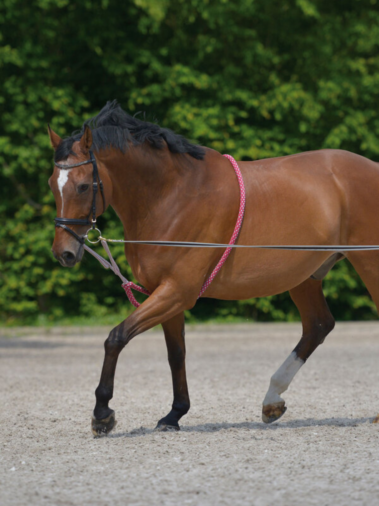 Enrênement de Longe en coton
