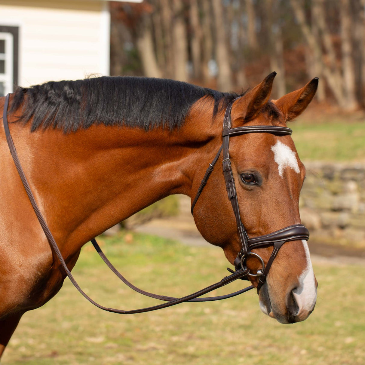 Classic Valkyrie Alternating Flash Bridle