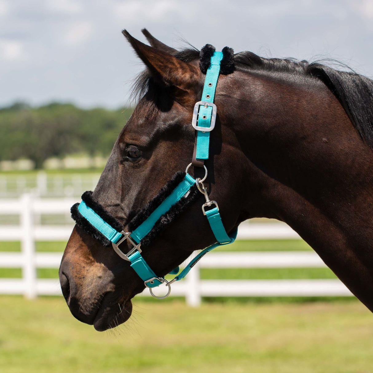 Licou Breakaway avec mouton Ultra Fleece Valkyrie