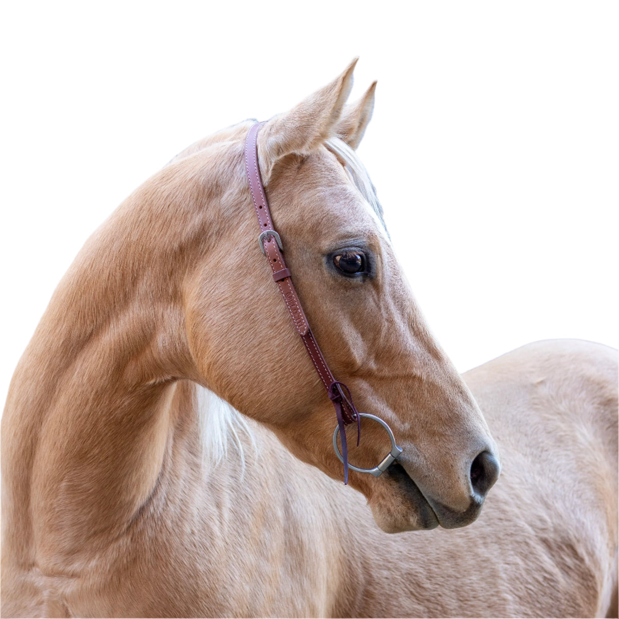Bride western à une oreille Velociti
