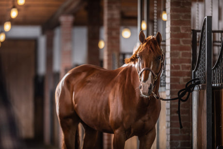 Cheval, équipement & écurie