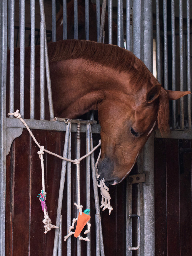 Jouet pour cheval en trio