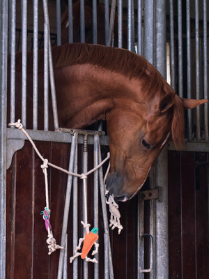 Jouet pour cheval en trio