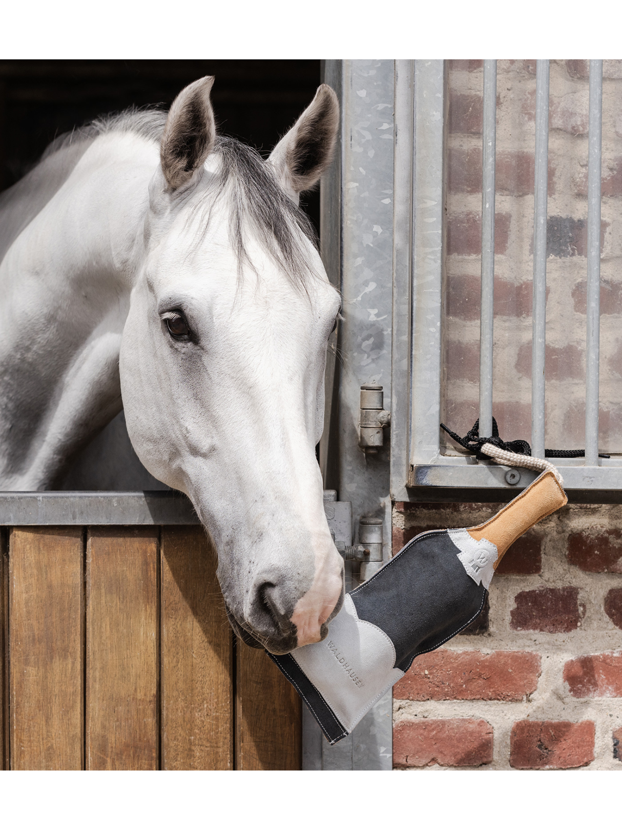 Jouet pour cheval Champagne