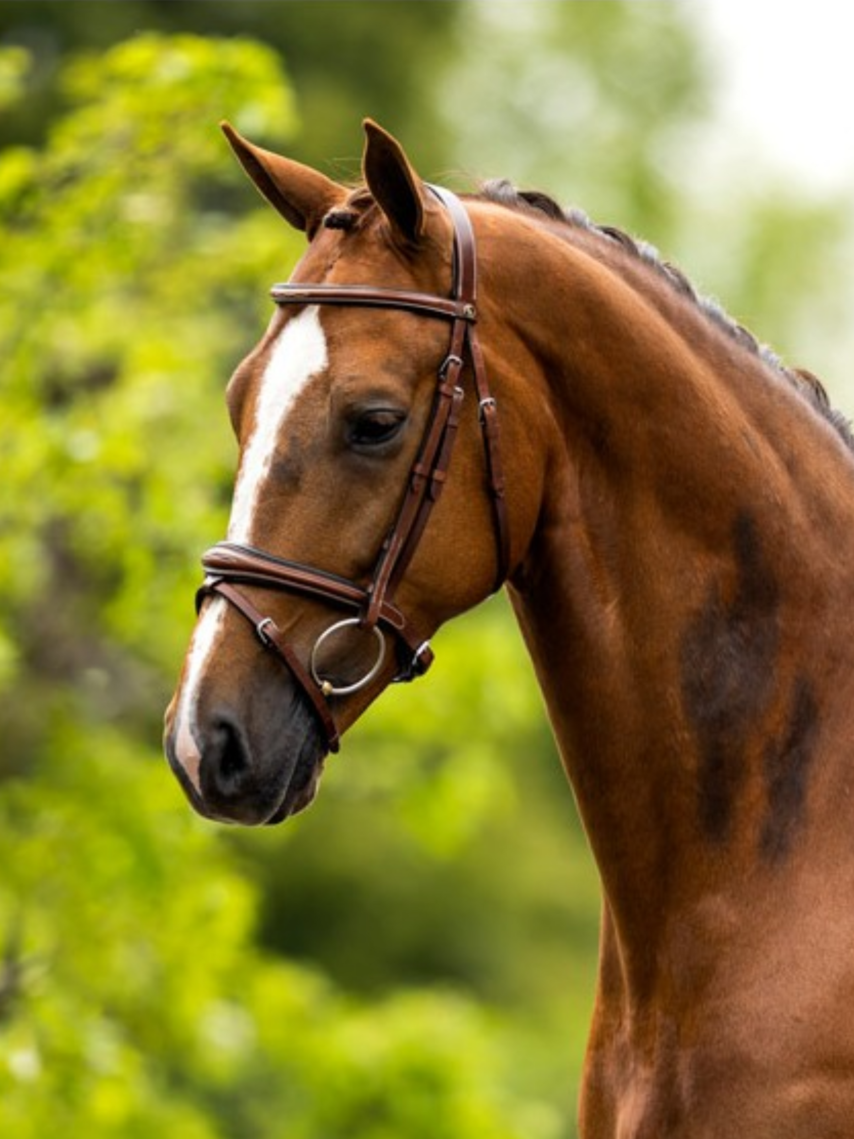 Bride classique Cheltenham