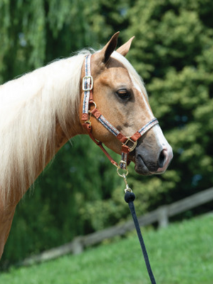 Nylon halter with patterns